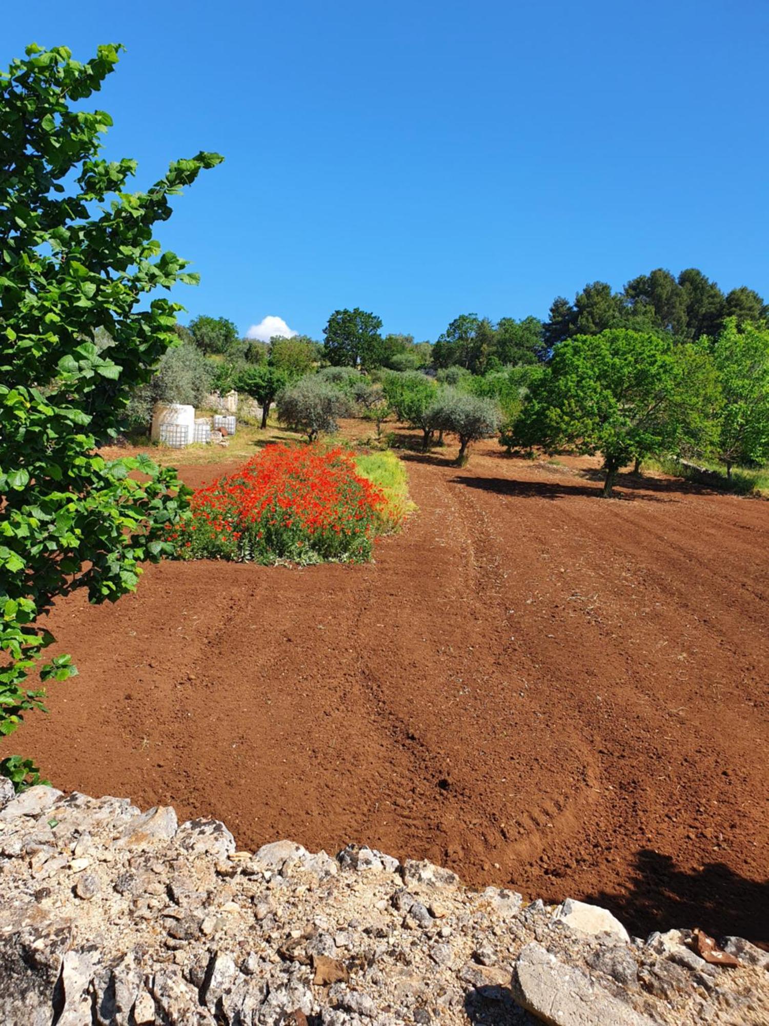 Trullo Vacanze Di Cumma Rosa อัลเบโรเบลโล ภายนอก รูปภาพ